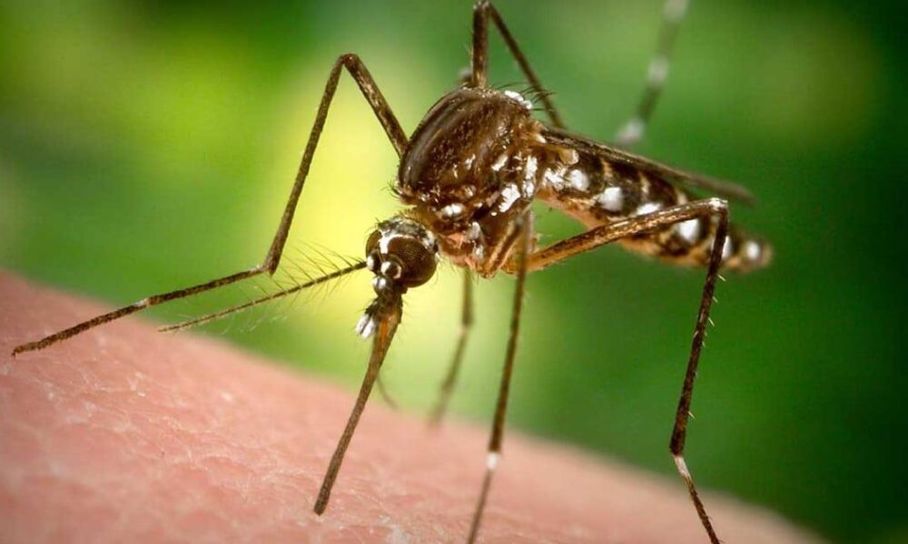 DENGUE PUEDE PREVENIRSE EVITANDO CRIADEROS DEL MOSCO TRANSMISOR