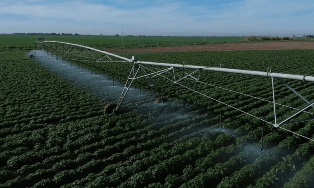 SONORA ES EL SEXTO ESTADO CON MAYOR PORCENTAJE DE PRODUCCIÓN AGRÍCOLA