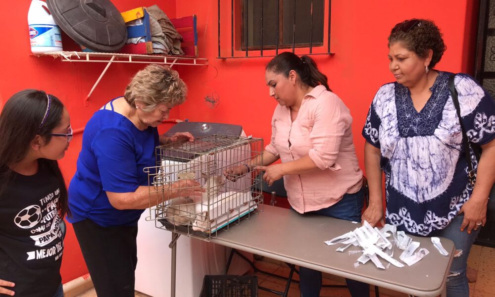 REALIZAN CAMPAÑA DE ESTERILIZACIÓN PARA PERROS Y GATOS EN ÁLAMOS