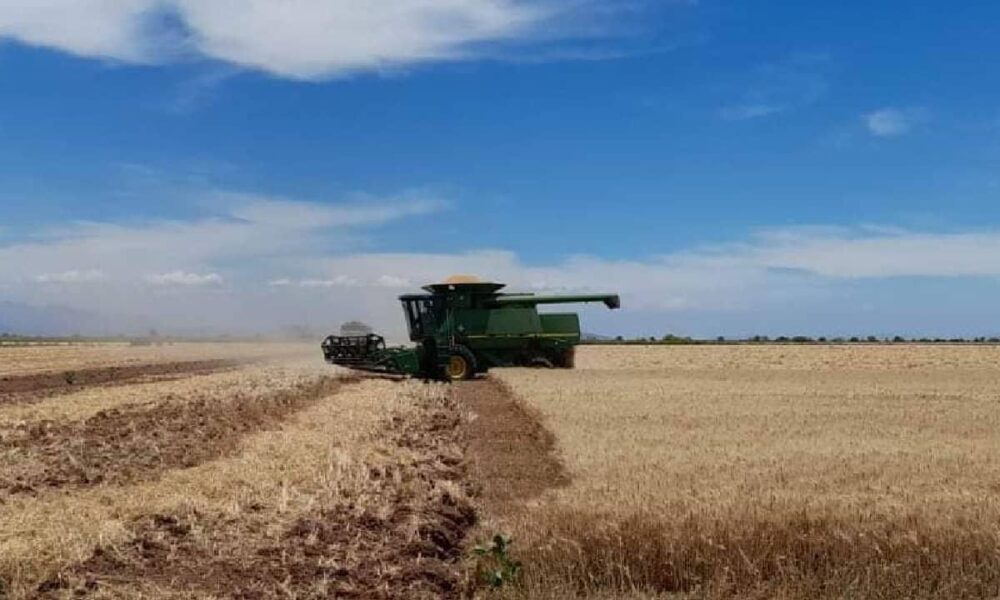 AGRICULTORES VEN UN COMPLICADO PANORAMA PARA EL PRÓXIMO CICLO 2023-2024